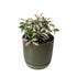 Fittonia planted in Oslo ceramic planter